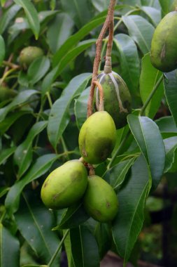Ağaçtaki taze yeşil elmaları kapatın.