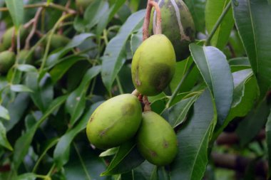 Ağaçtaki yeşil zeytinler