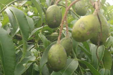 Ağaçta yeşil papaya