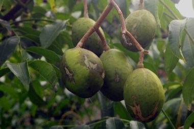 yeşil armut ağacı üzerinde