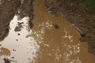 Yağmurda, yolda, ağaçlarda ve çimlerde su birikintisi