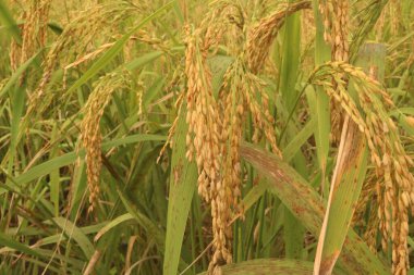 Pirinç hasat için hazır. Bahçe. Pirinç sarıya döner. Çiftçi kontrolü. Olgun pirinç tarlaları ve tarlalarda gökyüzü manzarası.