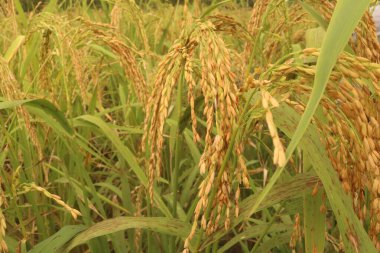 Pirinç hasat için hazır. Bahçe. Pirinç sarıya döner. Çiftçi kontrolü. Olgun pirinç tarlaları ve tarlalarda gökyüzü manzarası.