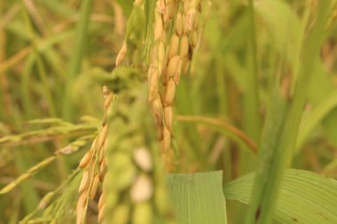Pirinç hasat için hazır. Bahçe. Pirinç sarıya döner. Çiftçi kontrolü. Olgun pirinç tarlaları ve tarlalarda gökyüzü manzarası.