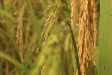 Pirinç hasat için hazır. Bahçe. Pirinç sarıya döner. Çiftçi kontrolü. Olgun pirinç tarlaları ve tarlalarda gökyüzü manzarası.