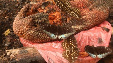 Ormandaki kelebekler, ormanı narin güzellikleriyle şereflendiren büyüleyici yaratıklardır. Kanatlarını canlı renklerle donatarak yaprakların arasında zarif bir şekilde çırpınırlar.