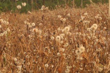 Güzel otların üzerindeki renkli sonbahar manzarası. Orman yamaçları ve uzak dağlarda öğleden sonra mavi bir sis tabakası. Güneşli bir günde, kuru çimenler ve ormanlar mavi bulutların altında...