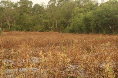 Güzel otların üzerindeki renkli sonbahar manzarası. Orman yamaçları ve uzak dağlarda öğleden sonra mavi bir sis tabakası. Güneşli bir günde, kuru çimenler ve ormanlar mavi bulutların altında...
