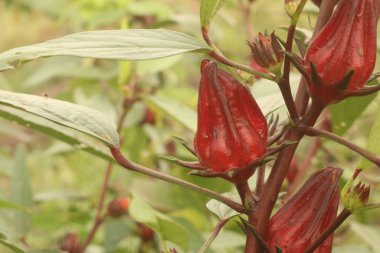 Bitkinin üstünde kırmızı biber