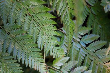Canavar bitkisi yaprakları, tropikal sarmaşıklar orman arka planında, gün batımında korunuyor. Büyük ağacı iptal et. Tropikal orman. Yağmur ormanları. Güneydoğu Asya ülkesi. kırpma yolları dahil