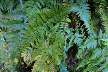 Yusufçuk. Gece ormanında uçan yusufçuk silueti ve ateş böceğinin soyut ve sihirli görüntüsü. Peri masalı kavramı