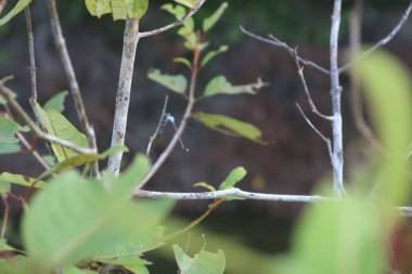 Yusufçuk. Gece ormanında uçan yusufçuk silueti ve ateş böceğinin soyut ve sihirli görüntüsü. Peri masalı kavramı