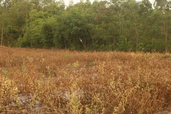 Güzel otların üzerindeki renkli sonbahar manzarası. Orman yamaçları ve uzak dağlarda öğleden sonra mavi bir sis tabakası. Güneşli bir günde, kuru çimenler ve ormanlar mavi bulutların altında...