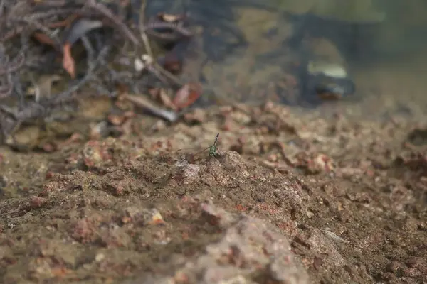 Eller toprağı sağ elden sol ele düşürür.