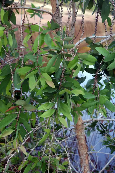 Güzel botanik fotoğrafı, doğal duvar kağıdı.