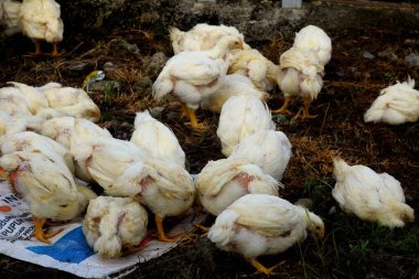 Mangal makineleri. Tüketim için kesilecek. ızgara çiftçiliği.