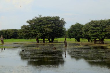 Suda yaşayan ağaç. Arka planda nehir suyu var. Mavi gökyüzü ve sudaki bitkiler. Bu bitkinin meyvesi yenilebilir. Bitkiler toprağı aşınmadan korur.