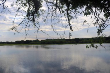 Suda yaşayan ağaç. Arka planda nehir suyu var. Mavi gökyüzü ve sudaki bitkiler. Bu bitkinin meyvesi yenilebilir. Bitkiler toprağı aşınmadan korur.