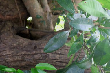 Yakın - güzel yeşil tropikal yaprakların manzarası