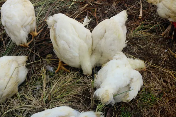 Mangal makineleri. Tüketim için kesilecek. ızgara çiftçiliği.