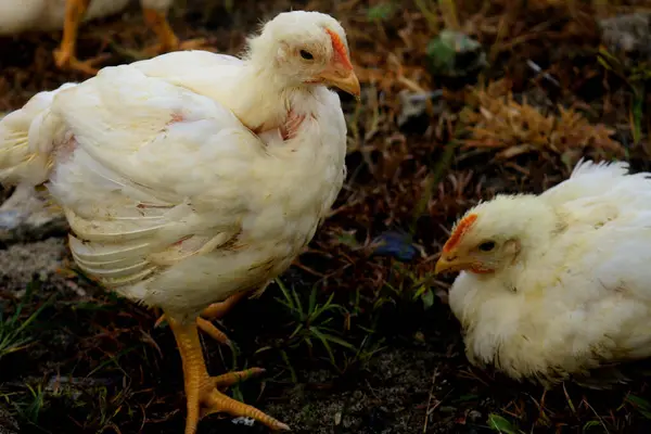 Mangal makineleri. Tüketim için kesilecek. ızgara çiftçiliği.
