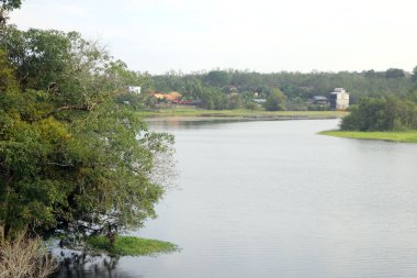 Suda yaşayan ağaç. Arka planda nehir suyu var. Mavi gökyüzü ve sudaki bitkiler. Bu bitkinin meyvesi yenilebilir. Bitkiler toprağı aşınmadan korur.