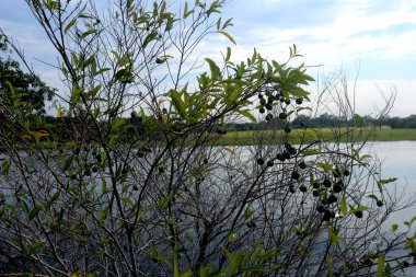 Suyun üzerinde sakin hava bulutları. Yeşil ağaçların ve mavi gökyüzünün arka planında bulutlar olan okyanus.