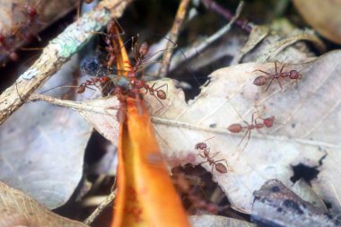 Ormandaki karıncalar