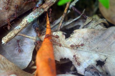 Ormandaki kırmızı karınca, madagaskar