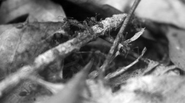 Ağacın üzerinde kuru yaprak