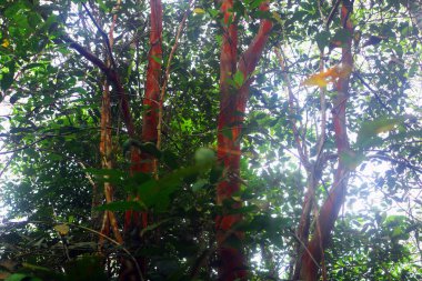 Bahçede yeşil yapraklar