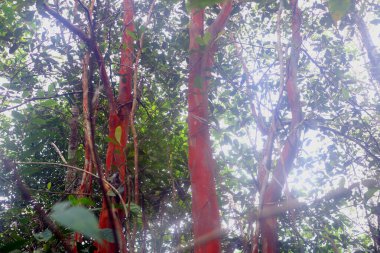 Bahçede kırmızı yapraklar