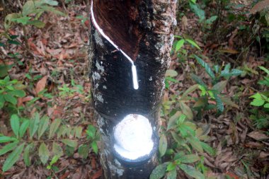 Hurma ağacının kütüğünün kütüğüne.