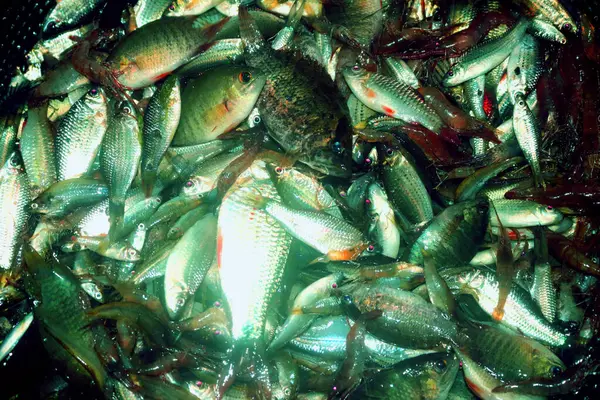 Pazarda taze deniz ürünleri