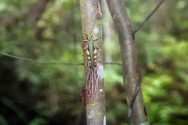 Ağaçtaki bir yusufçuğu yakından çek.