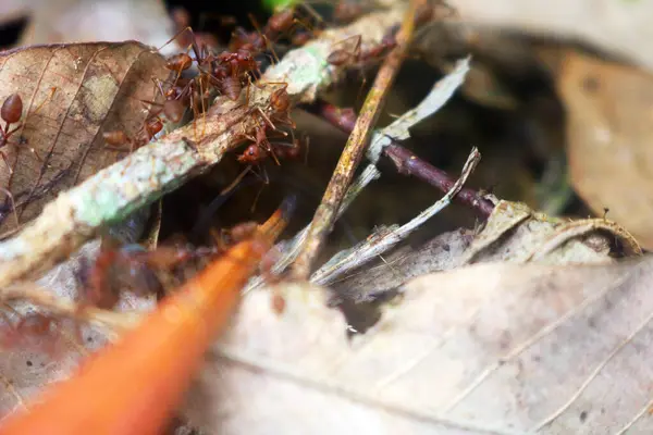 Karıncalar üzerinde yaprak yeşil