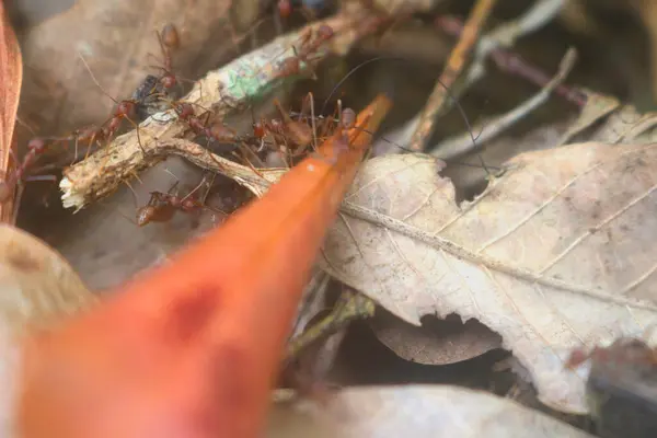 Kırmızı güllü bir örümceğin makro görüntüsü.