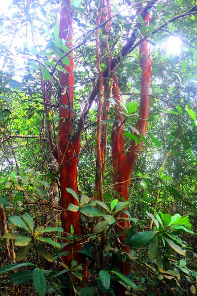 Dağlardaki güzel kızıl orman