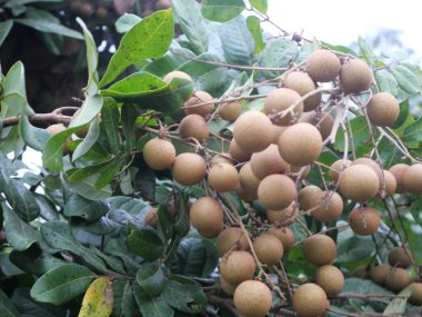 Bahçede yeşil ceviz