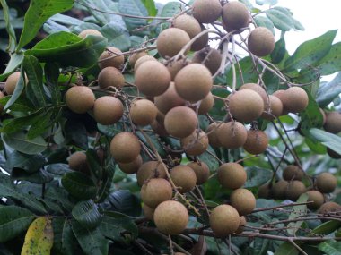 yeşil hindistan cevizi meyvesi dalda