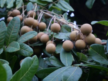 Bahçedeki longan meyvesi