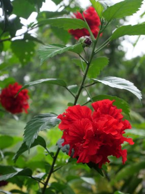Hibiscus (