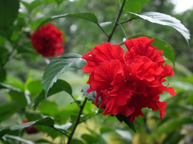 Hibiscus (