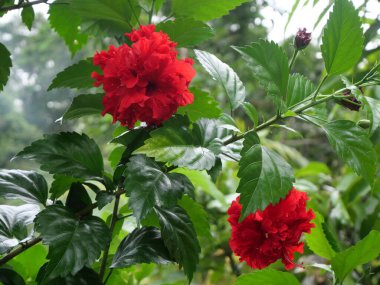 Hibiscus (
