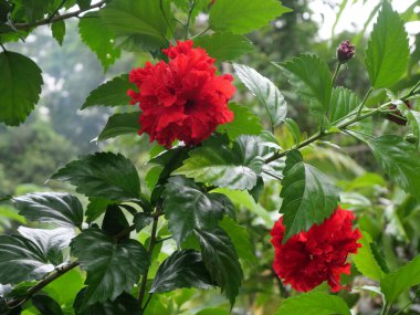 Hibiscus (