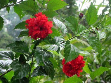 Hibiscus (