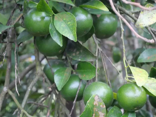 Taze sıkılmış portakal suyu, keskin tadı ve yüksek C vitamini içeriğiyle bilinen popüler ve ferahlatıcı bir içecektir. Olgunlaşmış, sulu portakallar ile yapılan doğal bir hidrati kaynağı sağlar.
