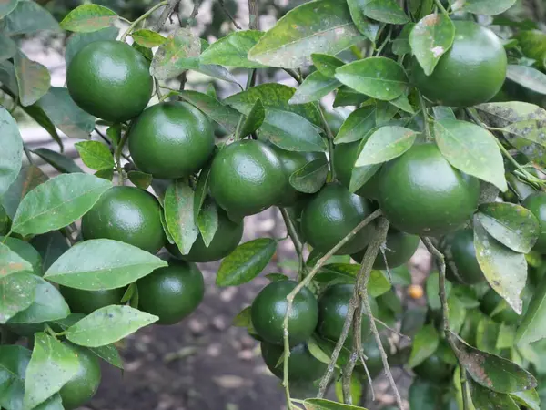 Taze sıkılmış portakal suyu, keskin tadı ve yüksek C vitamini içeriğiyle bilinen popüler ve ferahlatıcı bir içecektir. Olgunlaşmış, sulu portakallar ile yapılan doğal bir hidrati kaynağı sağlar.