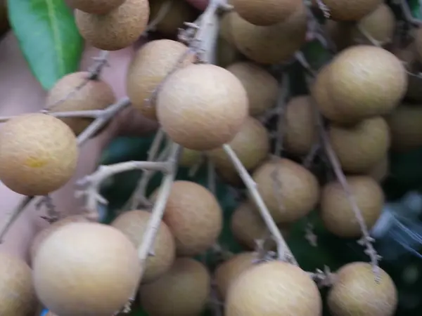 Yeşil arkaplanı olan bir ağaca yaklaş