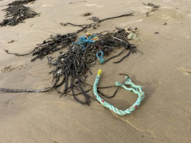Polipropilen ip, İskoçya 'da genellikle balıkçı teknelerinden kıyıya vuran yaygın bir plastik atıktır. Bu parça yosunlara dolanmış..